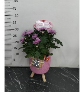 Ayaklı Saksı da Kasımpatı Çiçeği